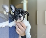 Small Photo #5 French Bulldog Puppy For Sale in LEWIS CENTER, OH, USA