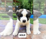 Small Photo #6 Akita Puppy For Sale in ELLINGTON, MO, USA