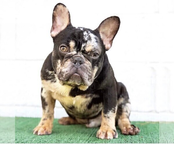 Medium Photo #1 French Bulldog Puppy For Sale in COLUMBUS, GA, USA