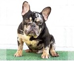 Small Photo #1 French Bulldog Puppy For Sale in COLUMBUS, GA, USA