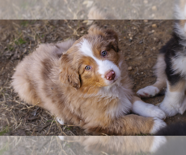 Medium Photo #3 Australian Shepherd Puppy For Sale in BLUE MOUND, TX, USA
