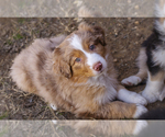 Small Photo #3 Australian Shepherd Puppy For Sale in BLUE MOUND, TX, USA