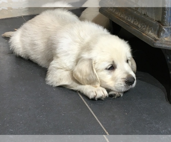Medium Photo #1 Golden Retriever Puppy For Sale in PURDY, MO, USA