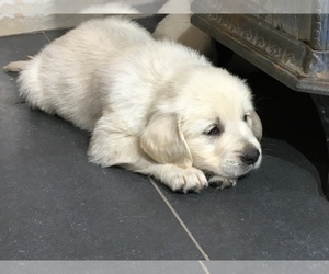 Golden Retriever Puppy for sale in PURDY, MO, USA
