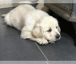 Small Photo #1 Golden Retriever Puppy For Sale in PURDY, MO, USA