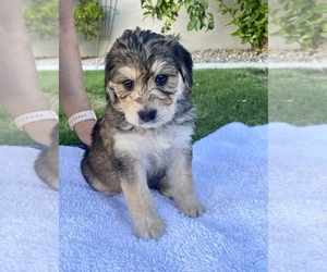 Aussiedoodle Puppy for Sale in LAS VEGAS, Nevada USA