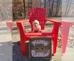 Small Photo #8 Goldendoodle Puppy For Sale in ATHENS, TN, USA