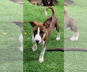 Mutt Dogs for adoption in Pompano Beach , FL, USA