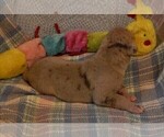 Small Photo #85 Great Dane Puppy For Sale in SPRAGGS, PA, USA