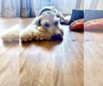 Small Photo #1 Soft Coated Wheaten Terrier Puppy For Sale in WILDOMAR, CA, USA