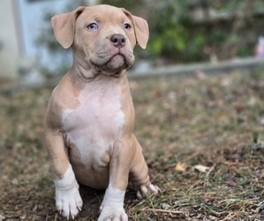 American Bully Puppy for sale in MAYS LANDING, NJ, USA