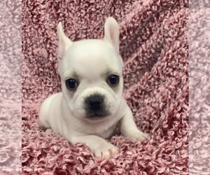 French Bulldog Puppy for sale in JOHNS ISLAND, SC, USA