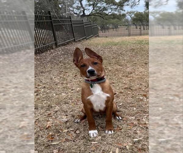 Medium Photo #1 American Staffordshire Terrier-Unknown Mix Puppy For Sale in San Antonio, TX, USA