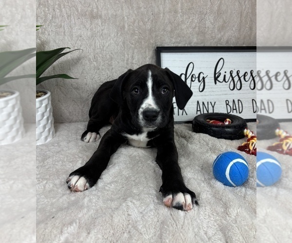 Medium Photo #6 Boxador Puppy For Sale in FRANKLIN, IN, USA