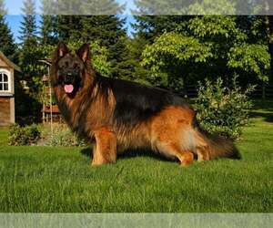 Father of the German Shepherd Dog puppies born on 10/05/2026