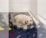 Small #8 Great Pyrenees Mix