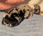 Small Photo #13 Australian Shepherd Puppy For Sale in SYLVA, NC, USA