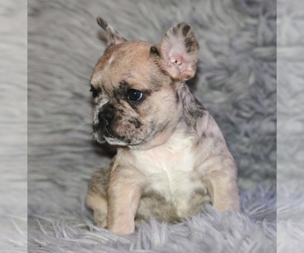Medium Photo #1 French Bulldog Puppy For Sale in N LAS VEGAS, NV, USA