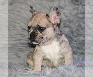 French Bulldog Puppy for sale in N LAS VEGAS, NV, USA