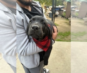 Labrador Retriever Puppy for sale in SAN JOSE, CA, USA
