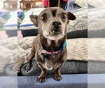 Small #2 Chihuahua Mix