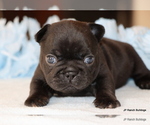 Puppy Cash French Bulldog