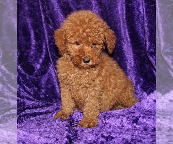 Medium Photo #4 Goldendoodle (Miniature) Puppy For Sale in BLOOMINGTON, IN, USA