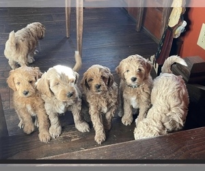 Goldendoodle (Miniature) Puppy for sale in FLAT ROCK, IL, USA