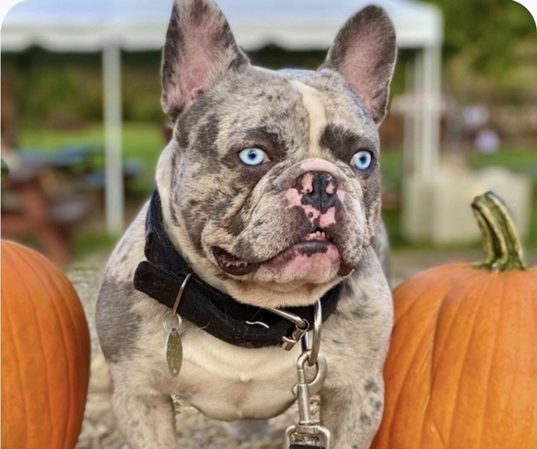 Medium Photo #1 French Bulldog Puppy For Sale in EAST ORANGE, NJ, USA