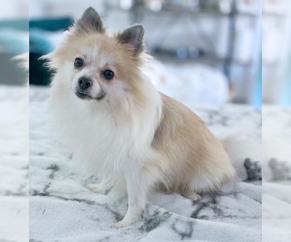 Medium Photo #2 Pomeranian Puppy For Sale in Tustin, CA, USA