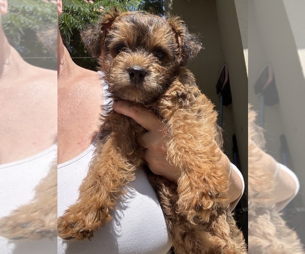 Medium Photo #7 Poocan Puppy For Sale in FAIR OAKS, CA, USA