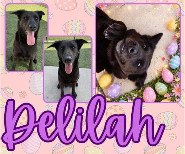 Medium Photo #2 Labrador Retriever-Unknown Mix Puppy For Sale in Pearland, TX, USA