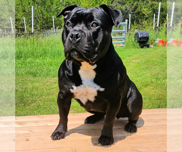 Medium Photo #1 American Bully Puppy For Sale in NEWPORT, WA, USA