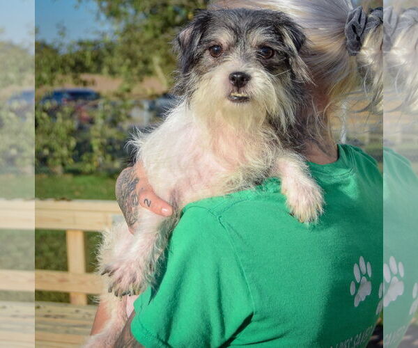 Medium Photo #3 Shih Tzu-Unknown Mix Puppy For Sale in Huntley, IL, USA