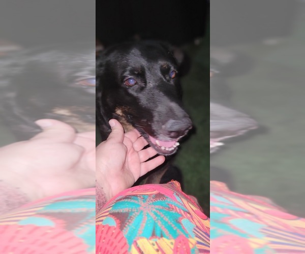 Medium Photo #14 German Shepherd Dog Puppy For Sale in AKRON, OH, USA
