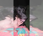 Small #13 German Shepherd Dog