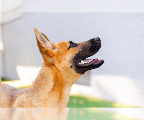 Medium Photo #3 German Shepherd Dog-Unknown Mix Puppy For Sale in Canton, CT, USA