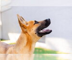 Small #2 German Shepherd Dog Mix