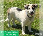 Small #11 Basset Hound Mix