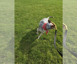 J. Elly Bean - Female Mutt Dog for Adoption - Photo #2