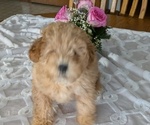 Small #5 Poodle (Miniature)
