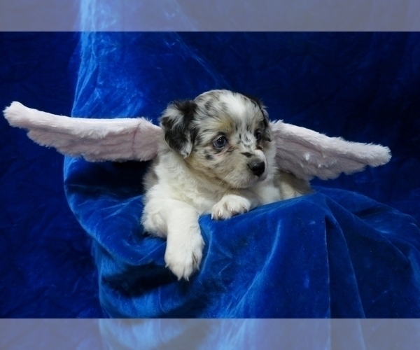 Medium Photo #11 Miniature Australian Shepherd Puppy For Sale in NORWOOD, MO, USA
