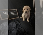 Small Photo #8 Golden Retriever Puppy For Sale in WINTER PARK, FL, USA