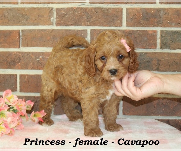 Medium Photo #5 Cavapoo (Miniature) Puppy For Sale in CLARKRANGE, TN, USA