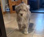 Small #6 Aussiedoodle-Labradoodle Mix