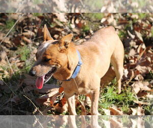 Mutt Dogs for adoption in Paso Robles, CA, USA