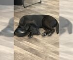 Small #7 Labrador Retriever Mix