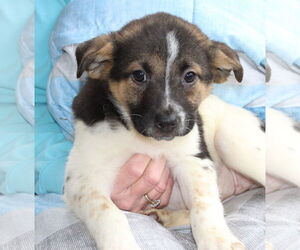 Labrador Retriever-Unknown Mix Dogs for adoption in Prattville, AL, USA