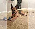 Small #3 German Shepherd Dog