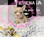 Small #4 French Bulldog